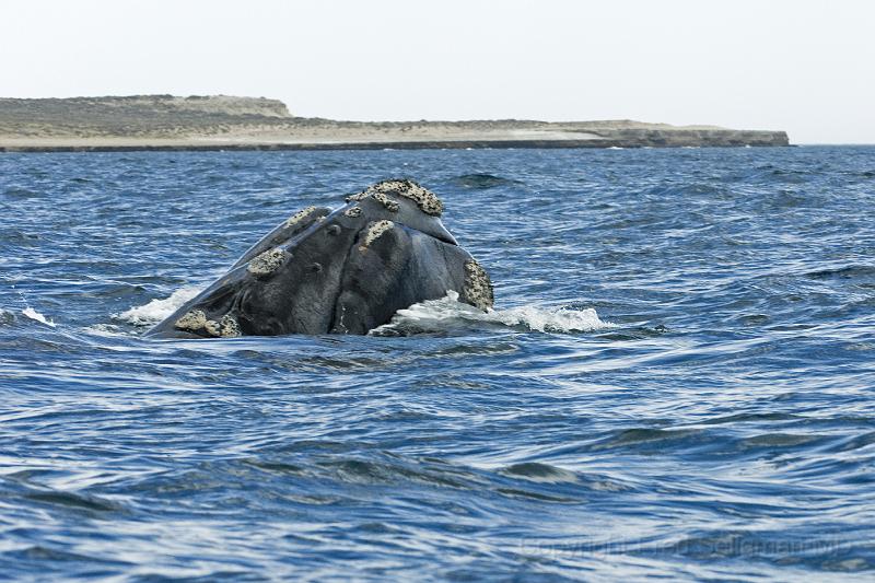 20071209 150707 D2X (1) 4200x2800 v2.jpg - Right Whale at Puerto Piramides, Aregentina. This is probably a calf which tends to be blue or grey colored (adults are shades of brown)